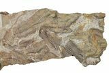 Ordovician Trilobite Mortality Plate - Trilobites on Both Sides #370543-1